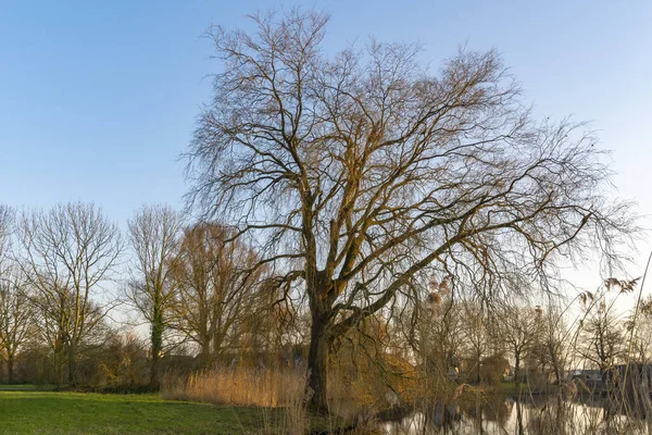 Bu güzel ağaç (söğüt ağacı ya da pedunculate meşe ağacı) Zoetermeer 'deki Zoetermeer gölünün bir uzantısında kısmen asılı durur..