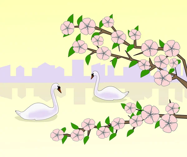 Floración y cisnes al atardecer . —  Fotos de Stock