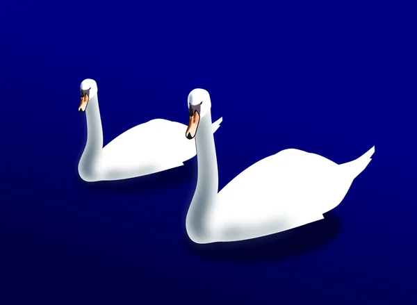 Dois cisnes Imagem De Stock