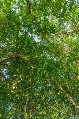 Yeşil gökyüzüne bakarak Up