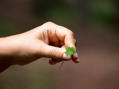 Nadir bulmak iyi şanslar - Rodop ormandan gelen dört Yaprak yonca sembolü