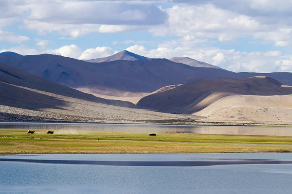 王敏 Moriri 湖和喜马拉雅山脉全景 — 图库照片