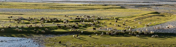 Flock of sheep at the sunset in the Zanskar  valley — Stock Photo, Image