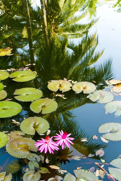 Water lily in the lagoon with reflections of the surrounding rain forest — ストック写真