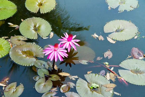 Water lily in the lagoon with reflections of the surrounding rai — Stock Photo, Image