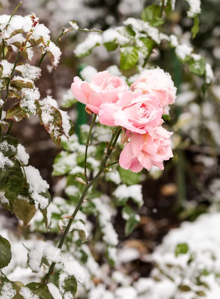 Taze karla kaplı bir çiçek yatakta narin pembe güller Telifsiz Stok Imajlar