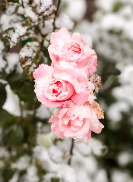 Delikat rosa rosor i en blomma säng täckt av nysnö Royaltyfria Stockfoton