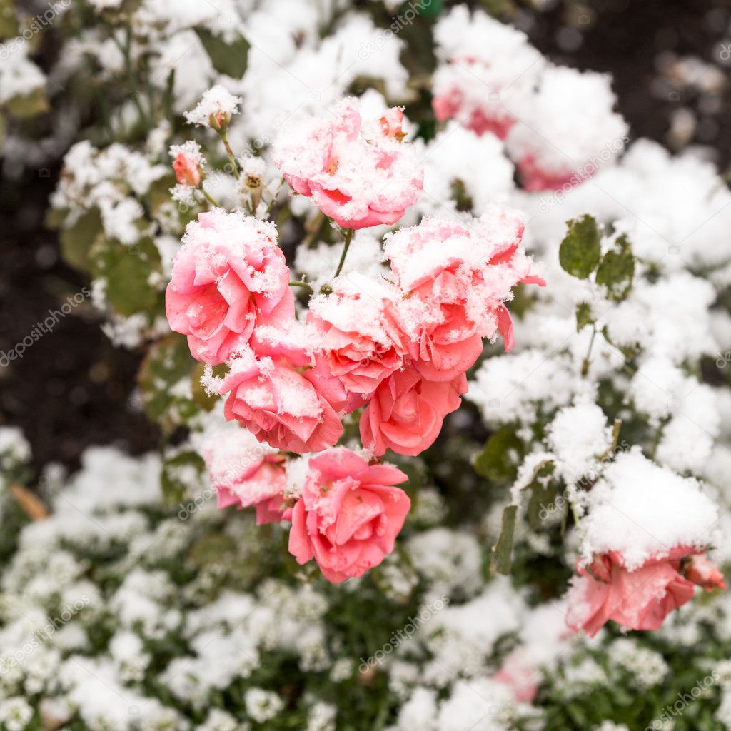 Delicate pink roses in a flower bed covered with fresh snow