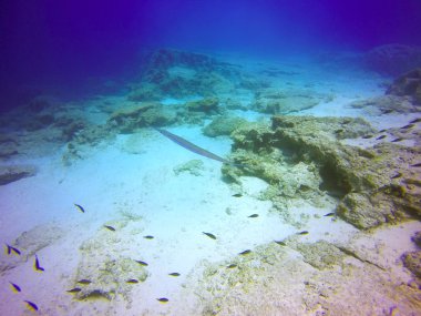 Bluespotted cornetfish su altında