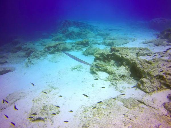 Cornetfish moteado azul bajo el agua — Foto de Stock