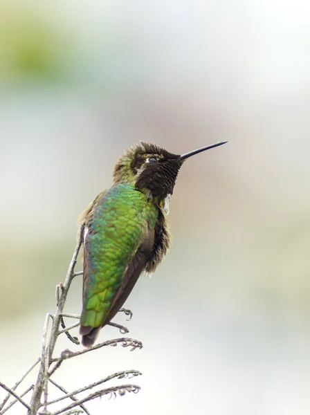 Анни hummingbird — стокове фото