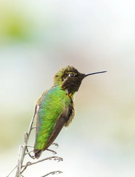 Анни hummingbird — стокове фото