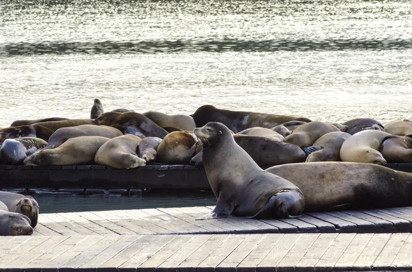 Lachtani, pier 39, san francisco, Kalifornie — Stock fotografie