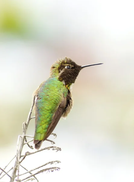 Анни hummingbird — стокове фото