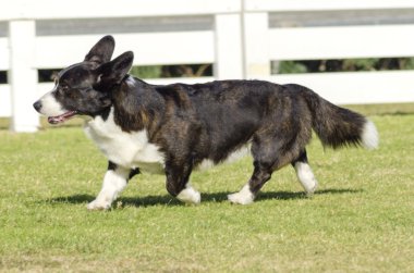Galce corgi hırka