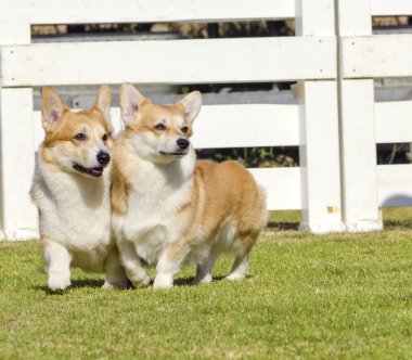 Galce corgi pembrokes