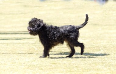 Affenpinscher köpek