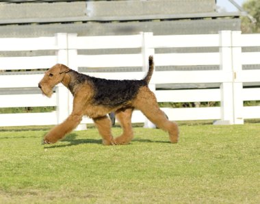 Airedale Terrier dog clipart