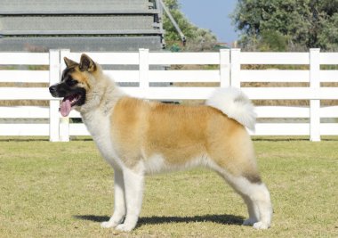 amerikan akita