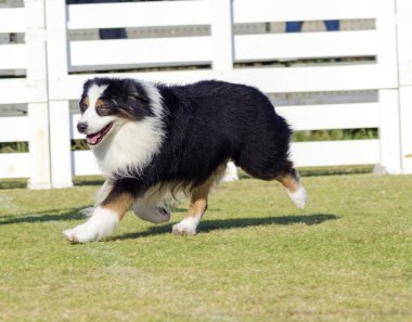 Avustralya çoban köpeği