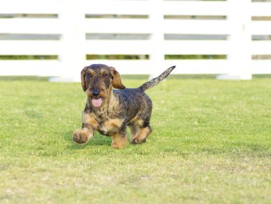 Dachshund (Wirehaired)