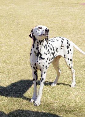 Dalmaçya köpeği