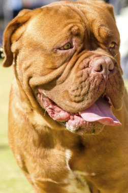 Dogue De Bordeaux