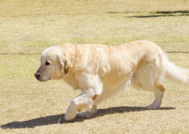 Golden Retriever