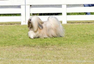 Lhasa apso