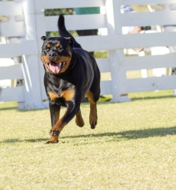 Rottweiler köpek