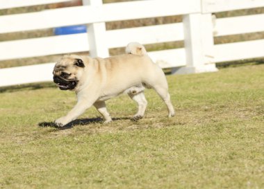 Pug köpek