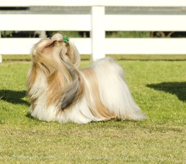 Shih tzu köpek — Stok fotoğraf