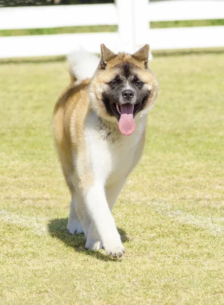 Amerikaanse akita — Stockfoto