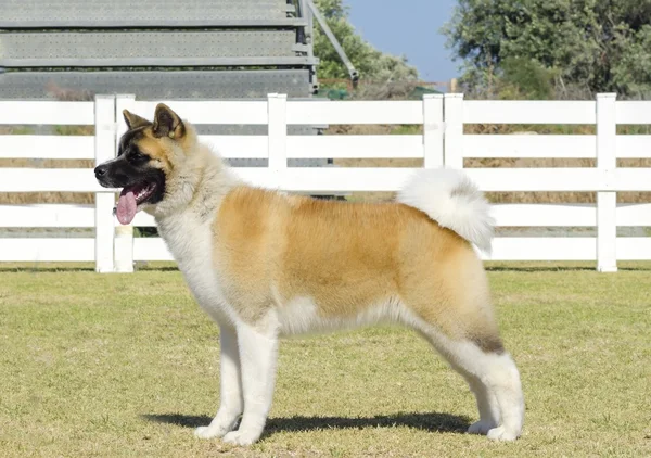 Amerikanische akita — Stockfoto