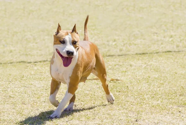 American staffordshire terrier — Foto de Stock