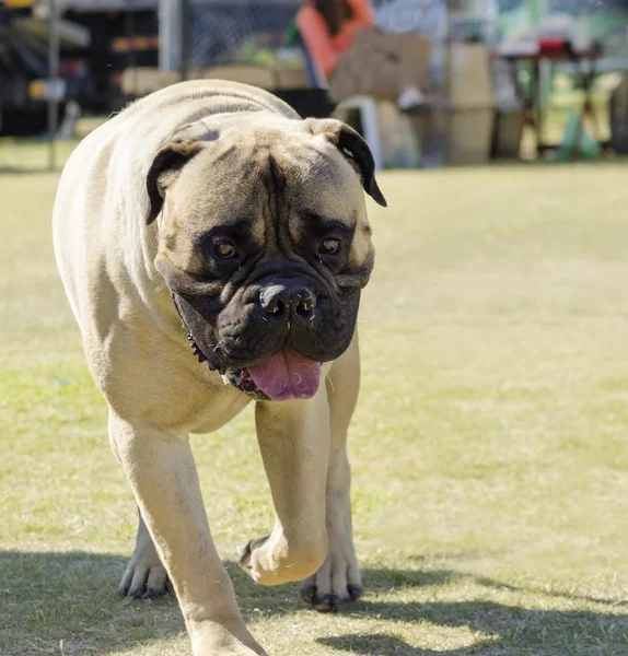 Bullmastiff cão — Fotografia de Stock