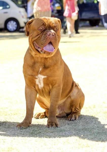 Dogue De Bordeaux — Stok fotoğraf