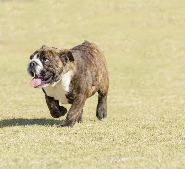 Bulldog inglês — Fotografia de Stock