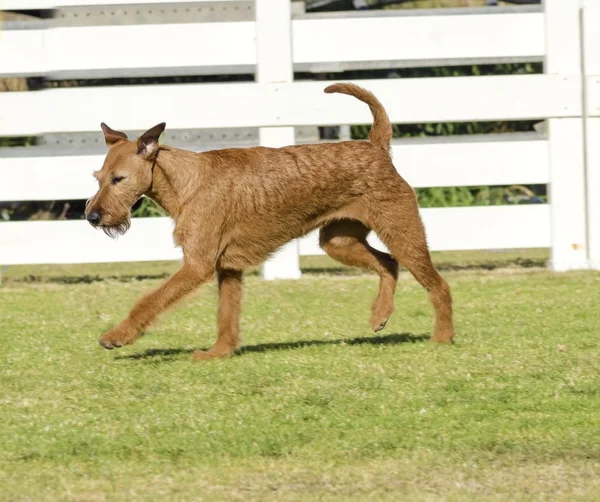 Irischer Terrier — Stockfoto