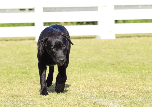 ラブラドル ・ レトリーバー犬 (黒) — ストック写真