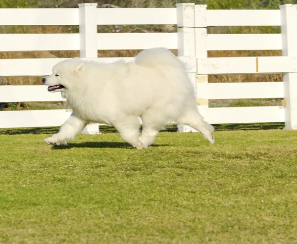 Samoyed — Stock Photo, Image