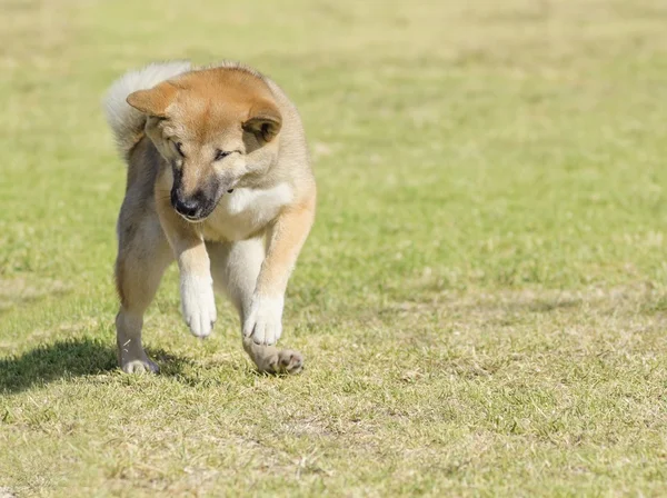 Shiba Inu vagyok. — Stock Fotó