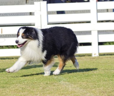 Avustralya çoban köpeği