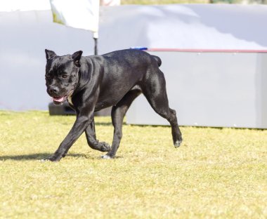 Cane corso