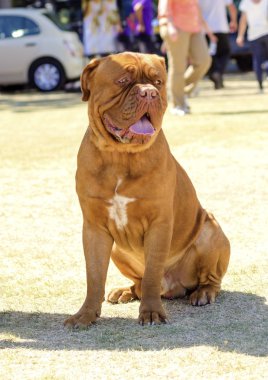 Dogue De Bordeaux