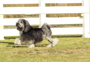 Petit chien aslan