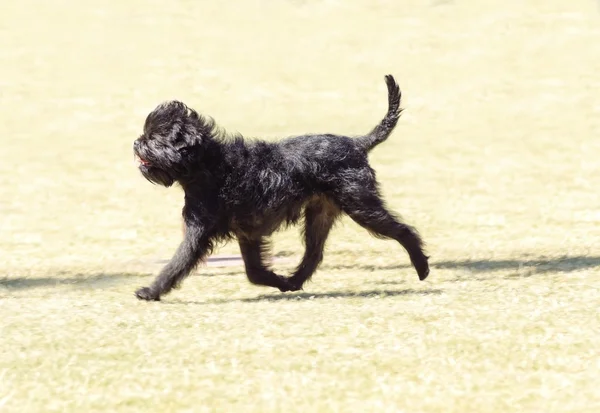 Affenpinscher pies — Zdjęcie stockowe