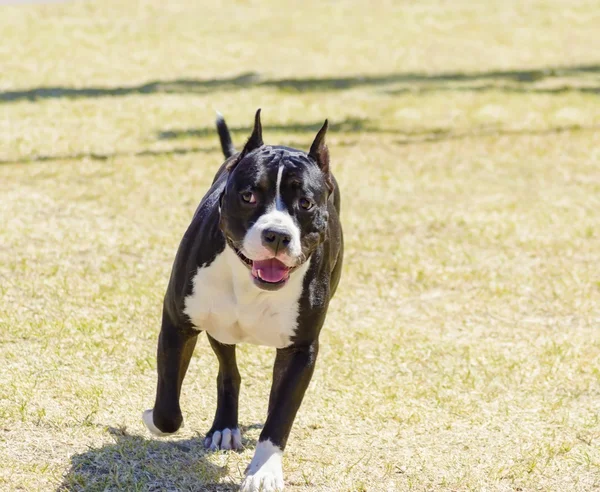 American Staffordshire Terrier — Stock Photo, Image