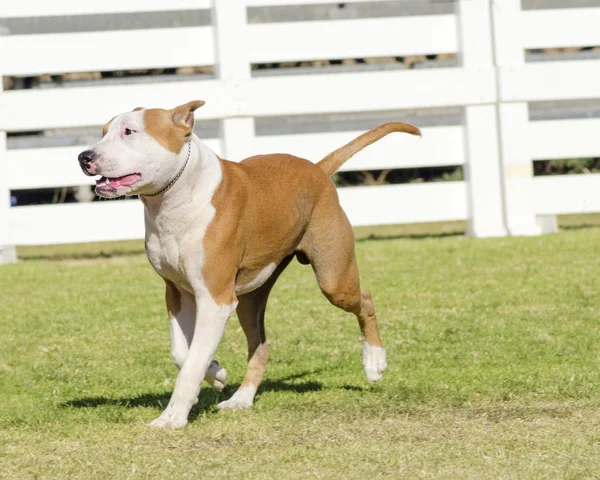 Amerikaanse staffordshire Terriër — Stockfoto