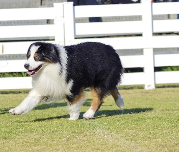 オーストラリアの羊飼いの犬 — ストック写真